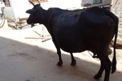 DSC00564